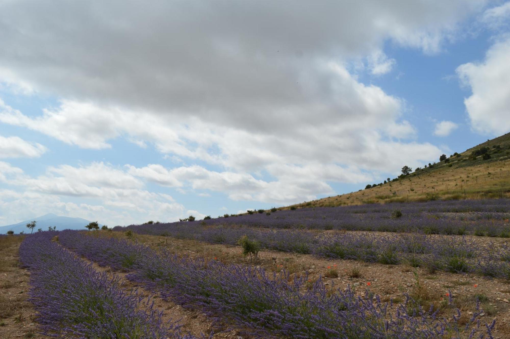 Las Abadias San Felices  Luaran gambar